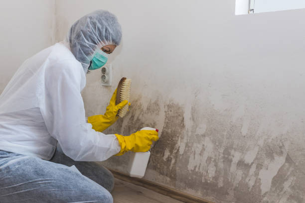 Best White Mold Remediation in Lake Wales, FL